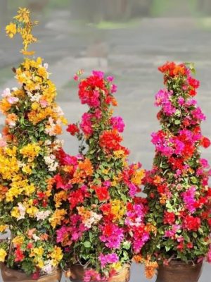 Three Bougainvillea Mix Cone Shape vines