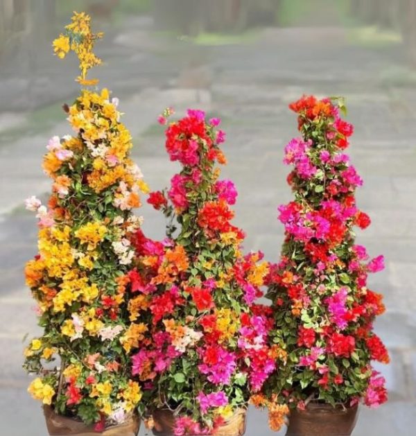 Three Bougainvillea Mix Cone Shape vines