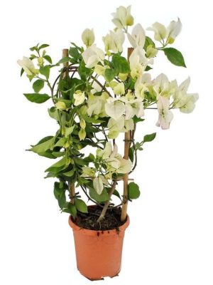 Bougainvillea White plant