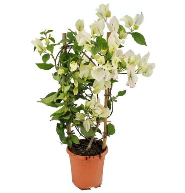 Bougainvillea White plant