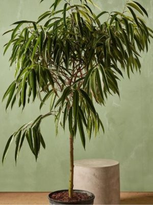 Ficus-A1-Gold