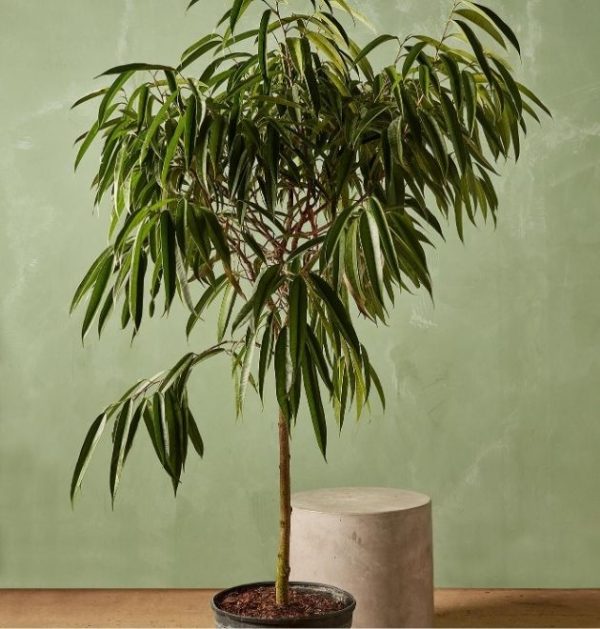 Ficus-A1-Gold