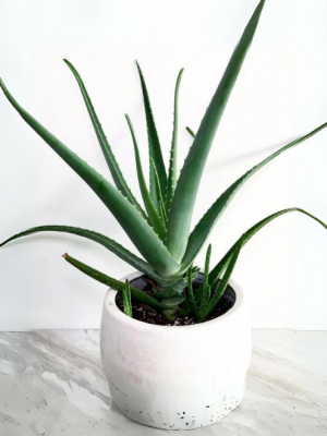 Aloe Vera Plant