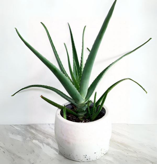 Aloe Vera Plant