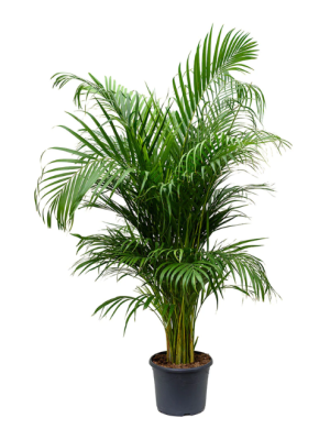 Areca Palm