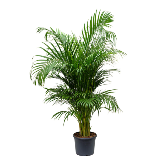 Areca Palm