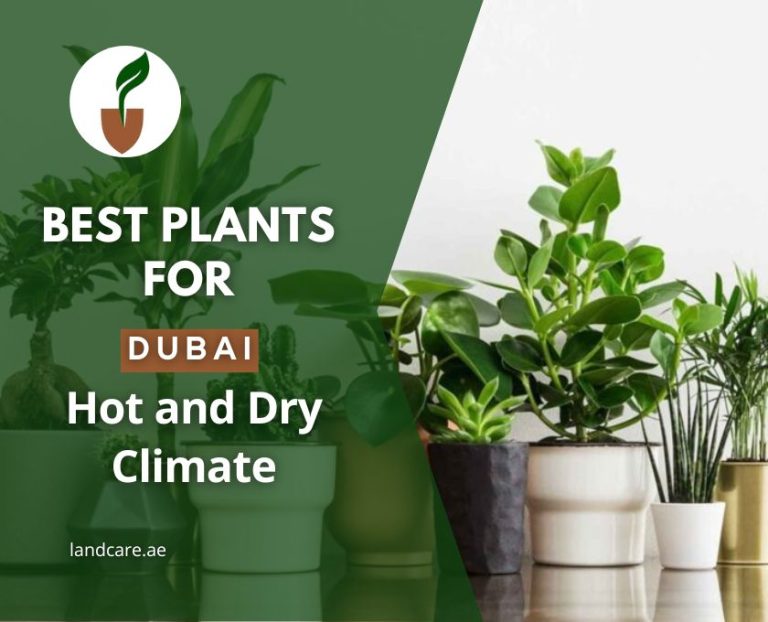 best plants for dubi hot and dry climate-landcare-uae