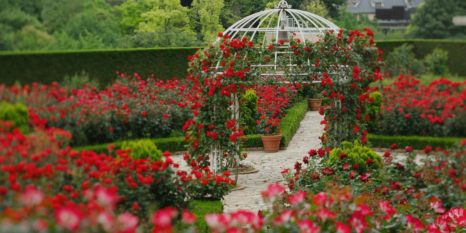 Rose Garden