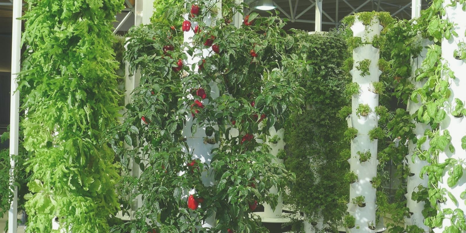 Vertical Gardening