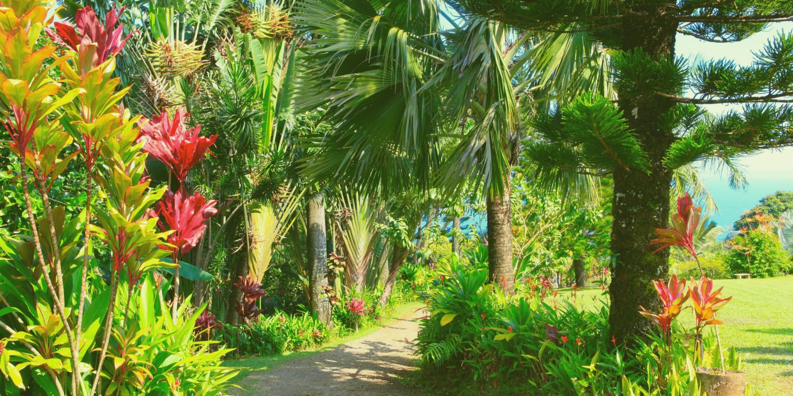 Tropical Garden