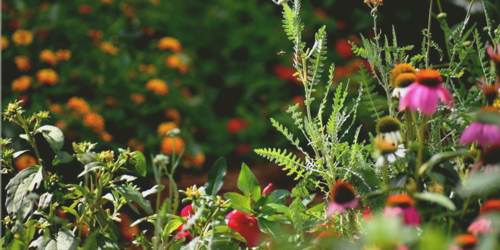 Butterfly Garden