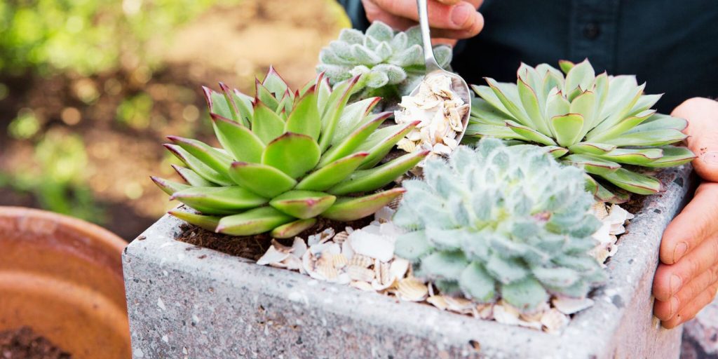 Backyard Landscaping Ideas in Abu Dhabi Planting the Succulents