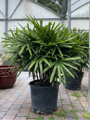 Lady Palm picture