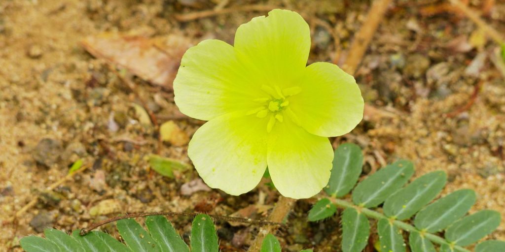 National Flower of UAE