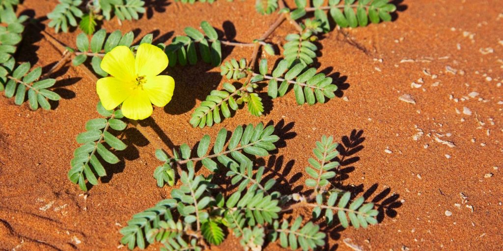 Cultural Significance of the UAE National Flower