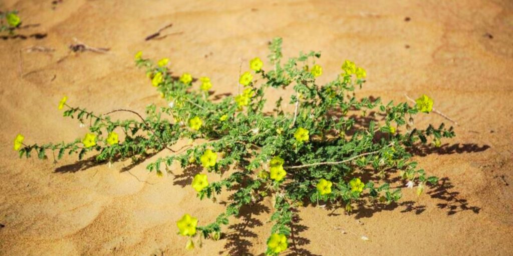 Where to Spot the UAE National Flower