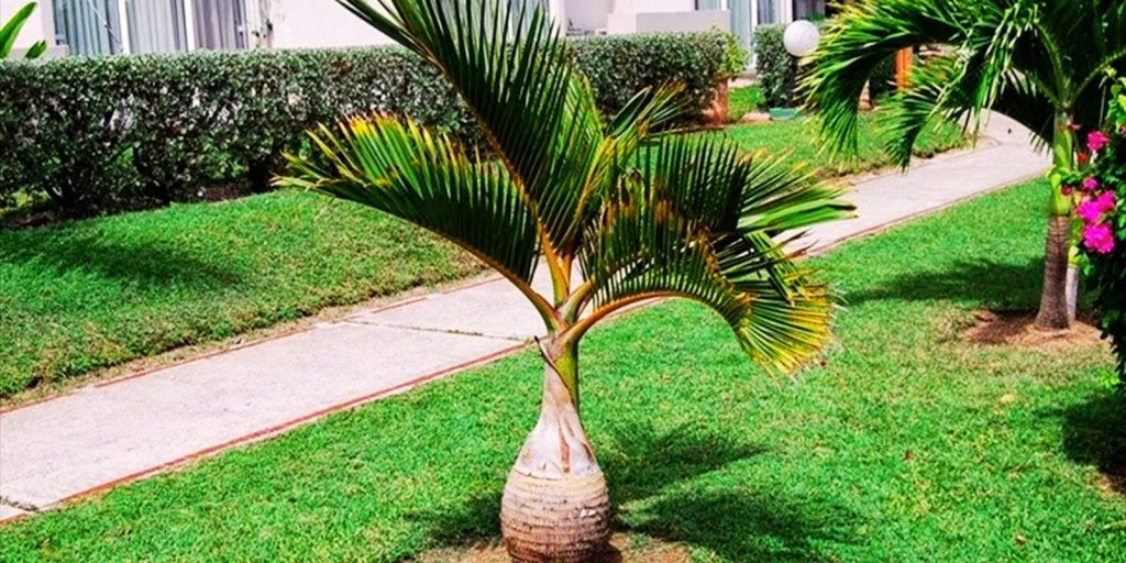 Bottle Palm Tree