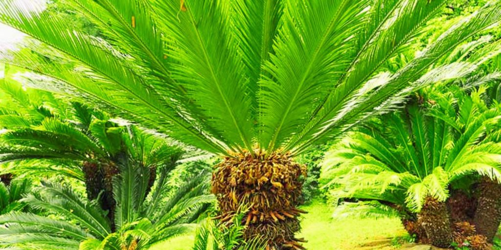 Sago Palm