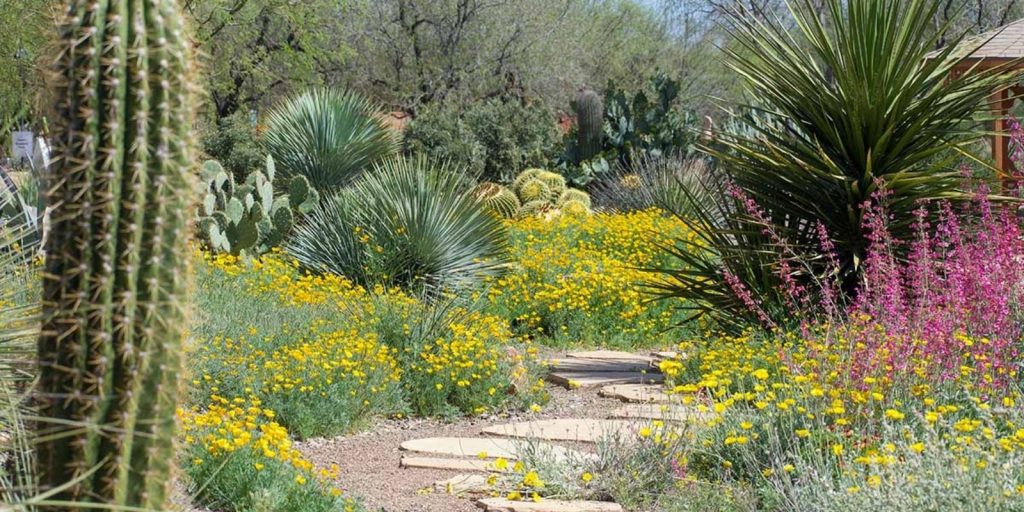 Planting a few Xerophytes