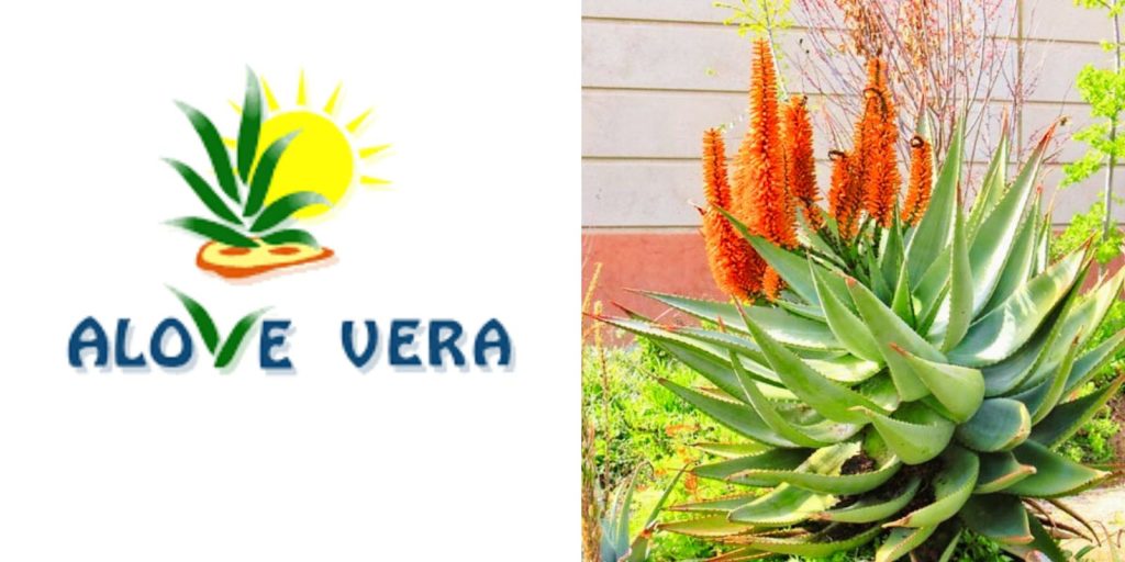 Top-Rated Landscaping Companies in Dubai Alove Vera Landscaping