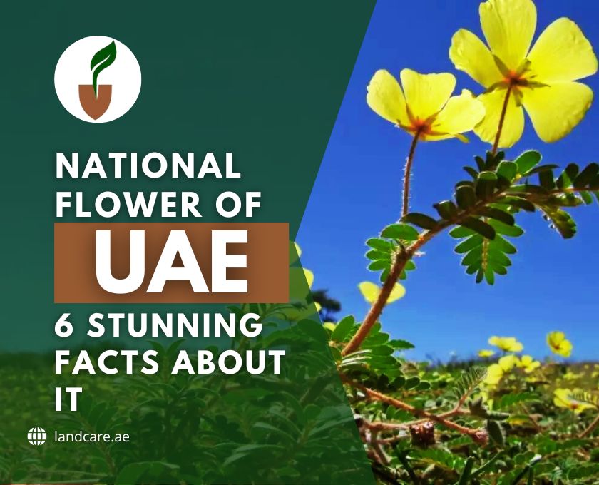 National Flower of UAE