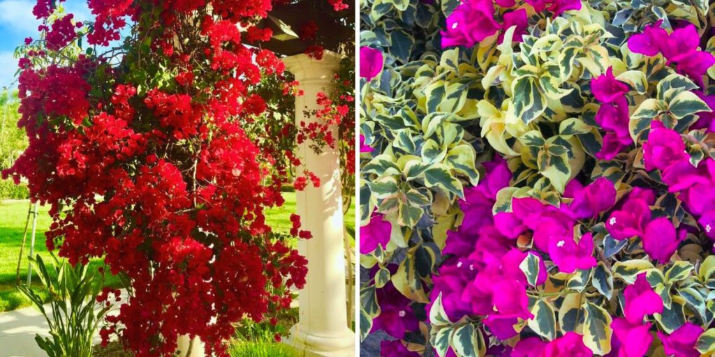 The image is bougainvillea flowers in an outdoor garden.