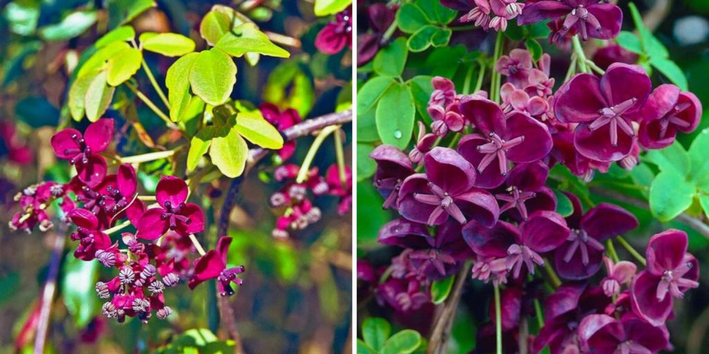 The image is a close-up of chocolate vine flowers in a garden.