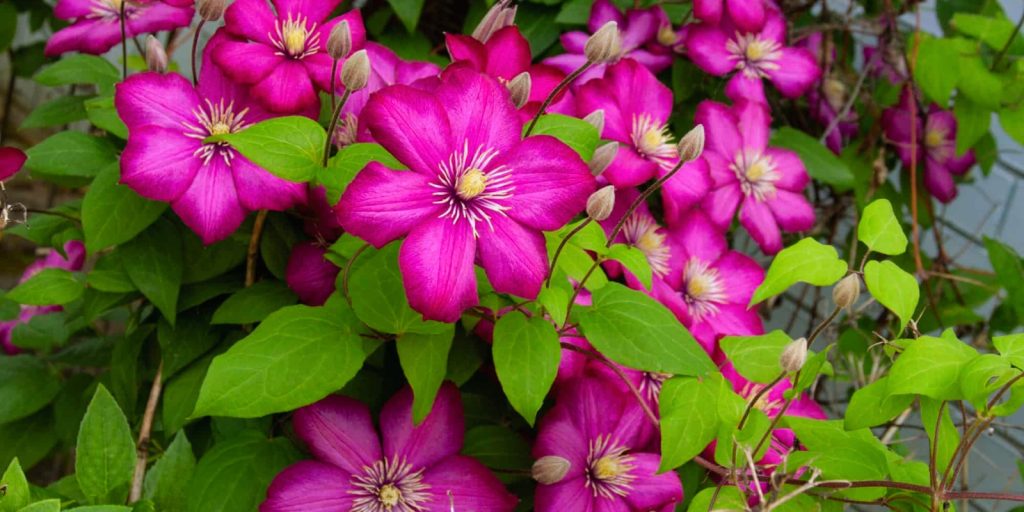 A group of clematis pink flowers