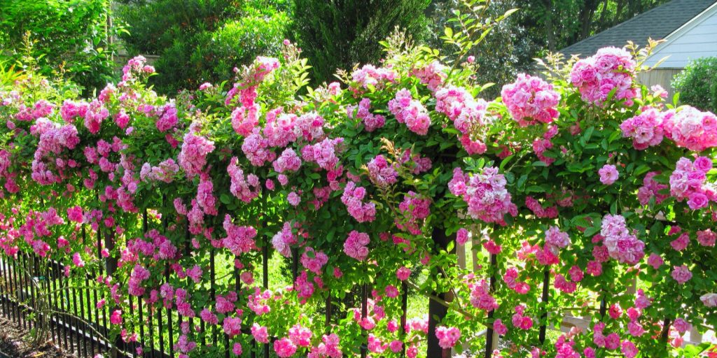  A bush with pink flowers