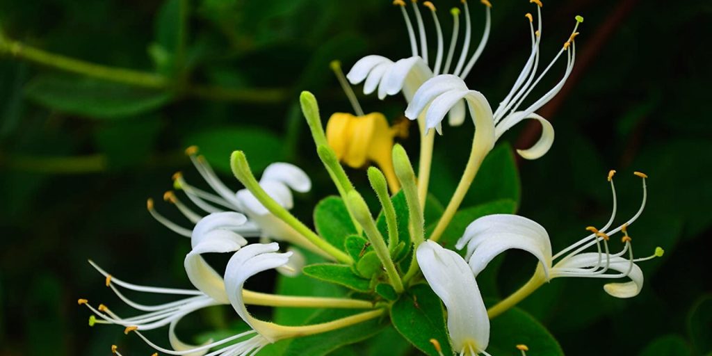 close-up shot of a honeysuckle flower