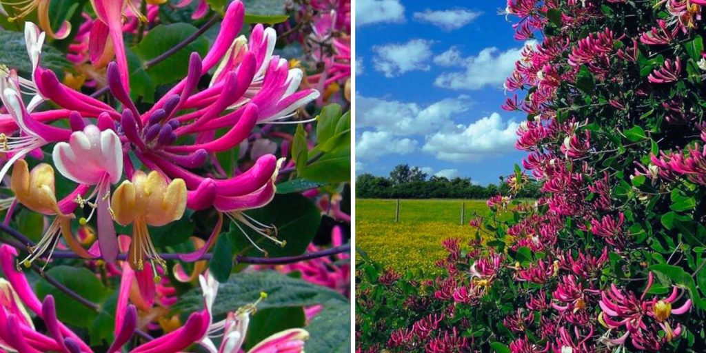 The photo is of honeysuckle flowers in an outdoor landscape setting.