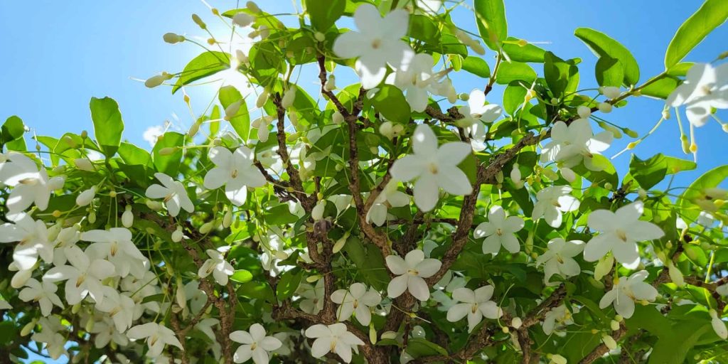 The tree is likely a jasmine plant in full blossom during spring