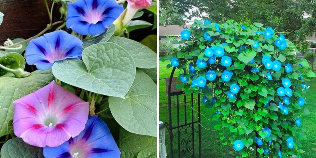 Morning glory flowers, also known as beach moonflowers, in an outdoor garden.