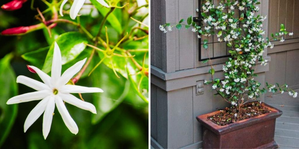 A white Star jasmine flower in a flowerpot. 