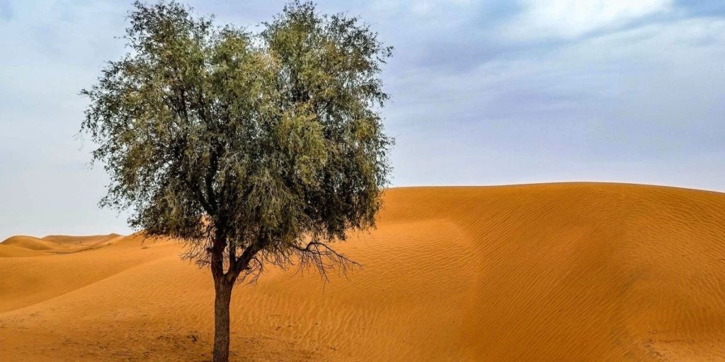  A single Ghaf tree standing in a desert landscape