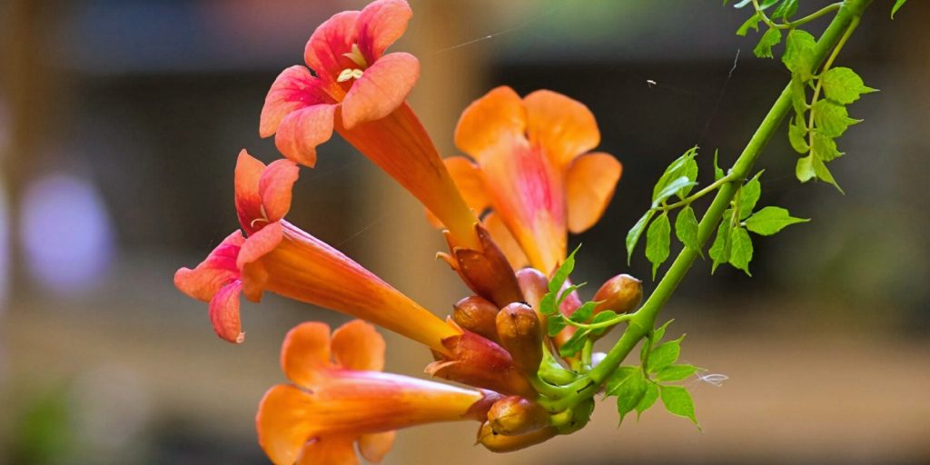 A close-up shot of trumpet flowers