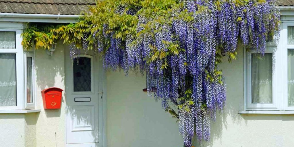 Tree with purple flowers, likely a wisteria plant, in front of a house.