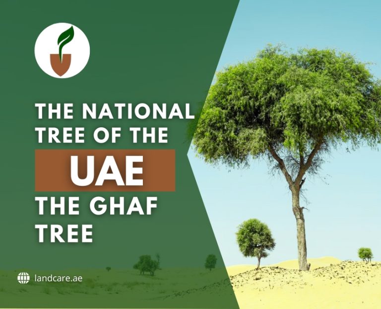 The National Tree Of The UAE: The Ghaf Tree