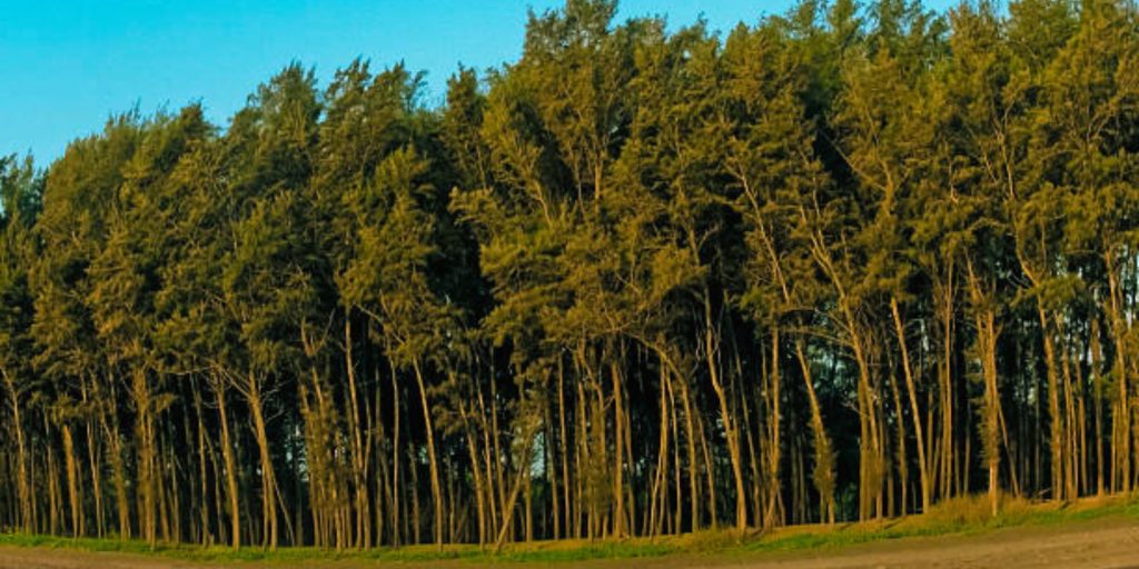 Casuarina Tree