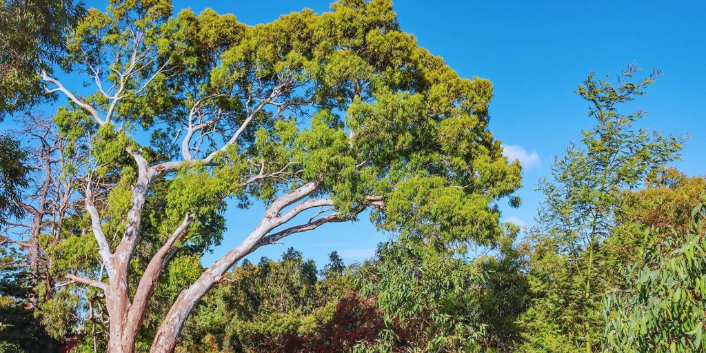 Eucalyptus tree