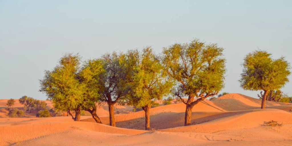 Ghaf Tree in the desert