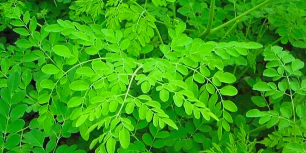 Moringa