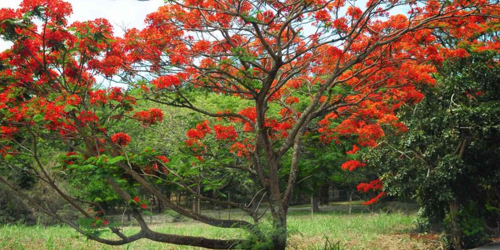 Poinciana tree