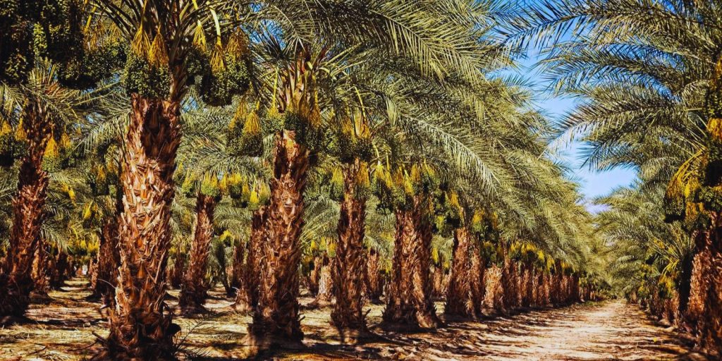 Date Palm