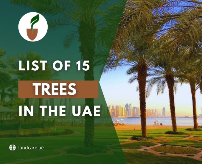 Trees in the UAE