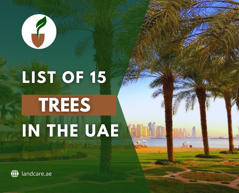 Trees in the UAE