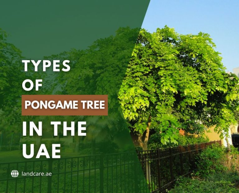 Pongame Tree