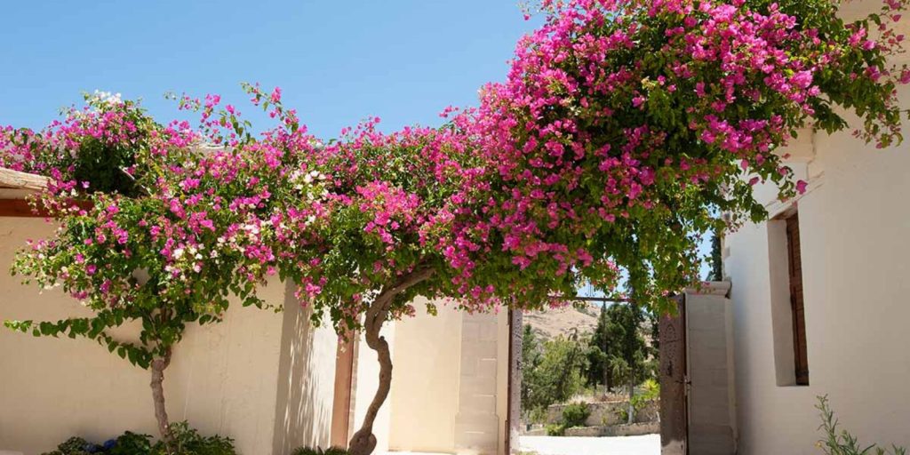 Bougainvillea