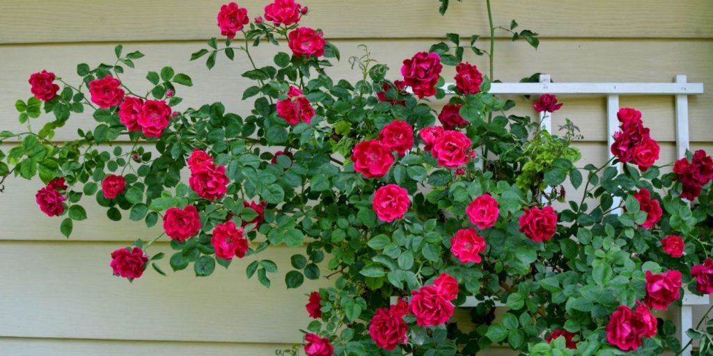 Climbing Roses