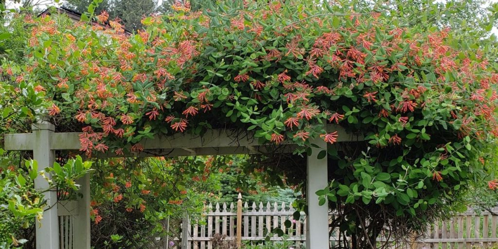 Honeysuckle Vine